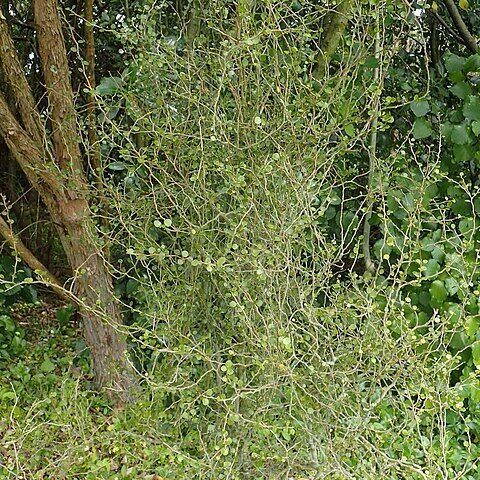 Melicytus micranthus unspecified picture