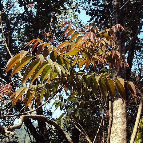 Meliosma pinnata unspecified picture