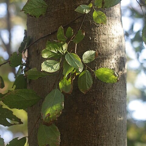 Meliosma oldhamii unspecified picture