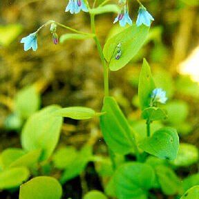 Mertensia bella unspecified picture