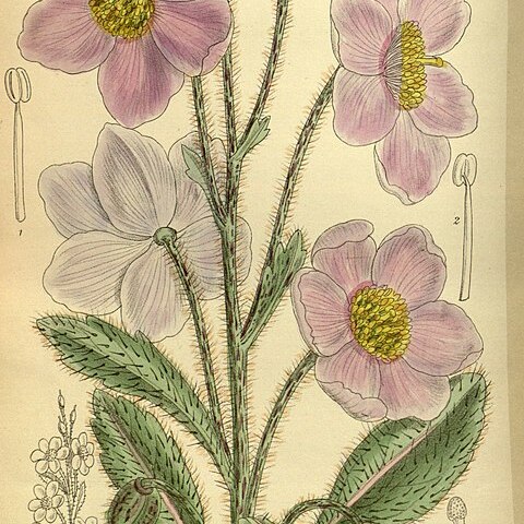 Meconopsis rudis unspecified picture