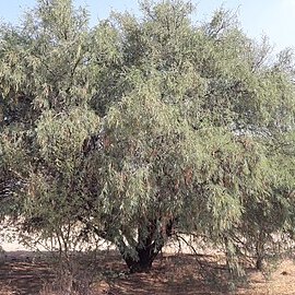 Prosopis laevigata unspecified picture