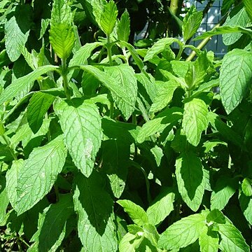 Mentha unspecified picture