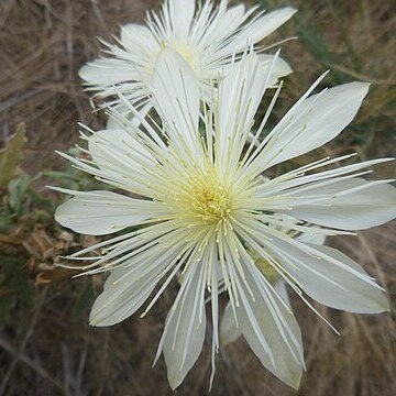 Mentzelia nuda unspecified picture