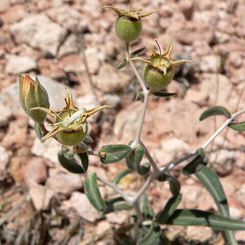 Mentzelia polita unspecified picture