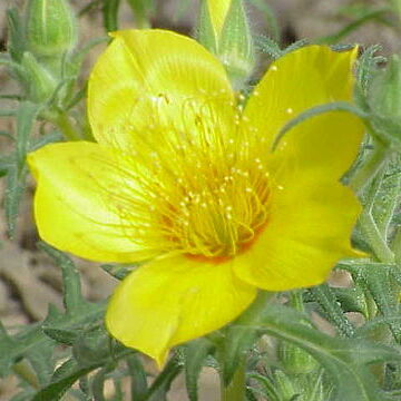 Mentzelia pumila unspecified picture