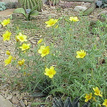 Mentzelia lindleyi unspecified picture