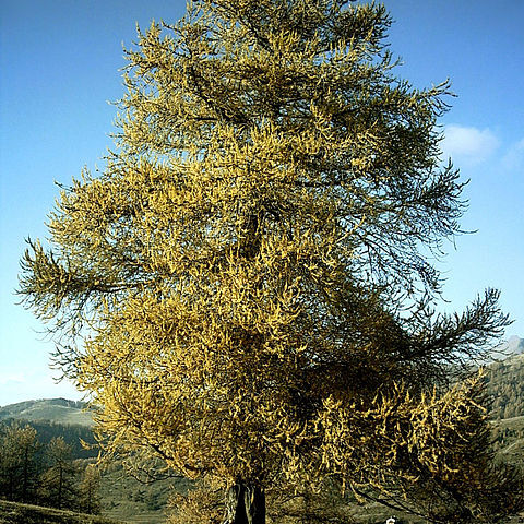 Larix unspecified picture