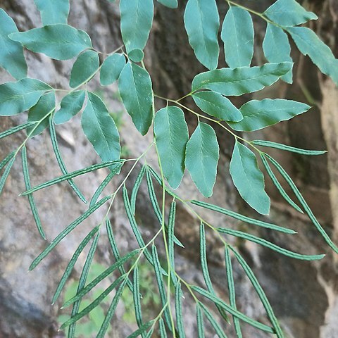 Llavea cordifolia unspecified picture