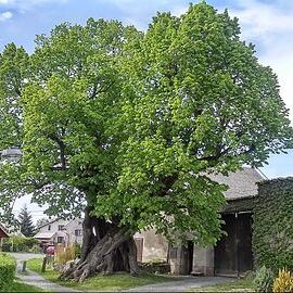 Tilia platyphyllos subsp. pseudorubra unspecified picture