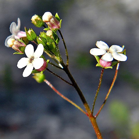 Samolus ebracteatus unspecified picture