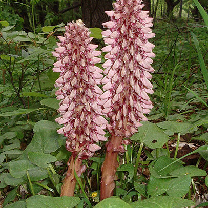 Lathraea rhodopea unspecified picture