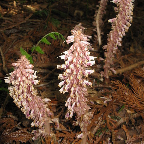 Lathraea japonica unspecified picture