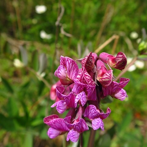 Lathyrus pisiformis unspecified picture