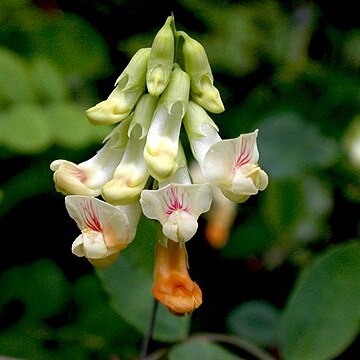 Lathyrus holochlorus unspecified picture