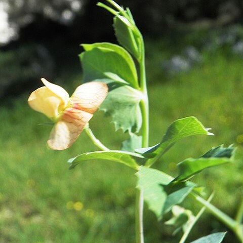 Lathyrus hierosolymitanus unspecified picture