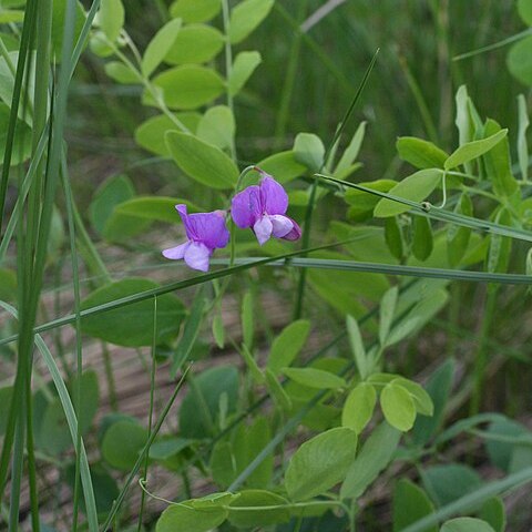 Lathyrus humilis unspecified picture