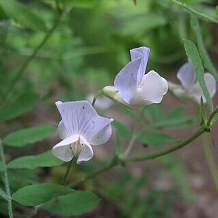 Lathyrus torreyi unspecified picture