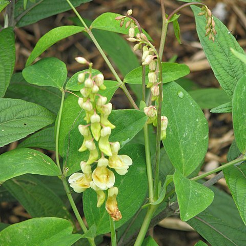 Lathyrus davidii unspecified picture