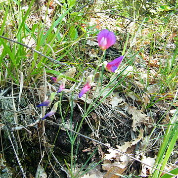 Lathyrus digitatus unspecified picture