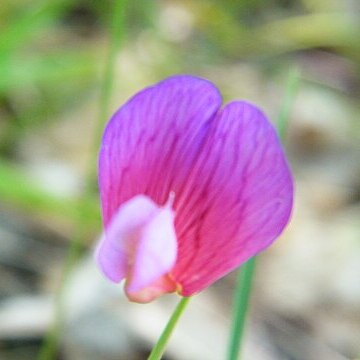 Lathyrus digitatus unspecified picture