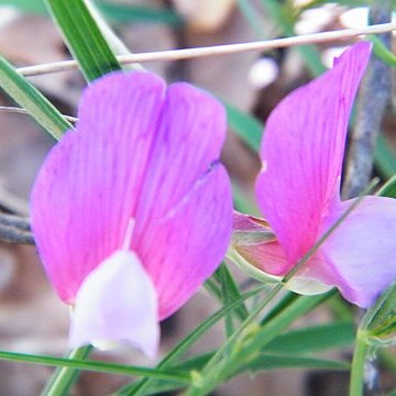 Lathyrus digitatus unspecified picture