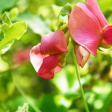 Lathyrus rotundifolius unspecified picture