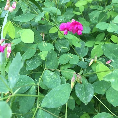 Lathyrus roseus unspecified picture