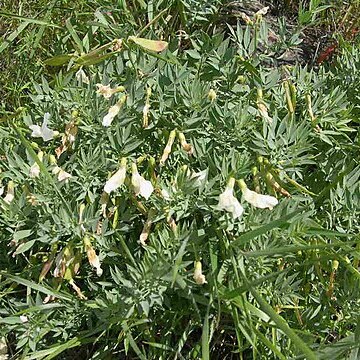 Lathyrus rigidus unspecified picture