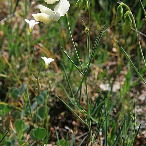 Lathyrus brachypterus unspecified picture