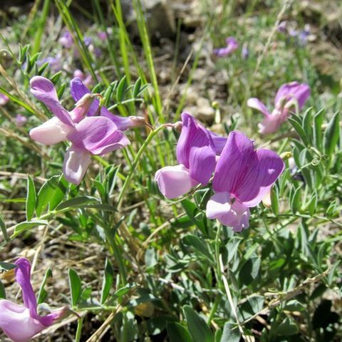 Lathyrus brachycalyx unspecified picture