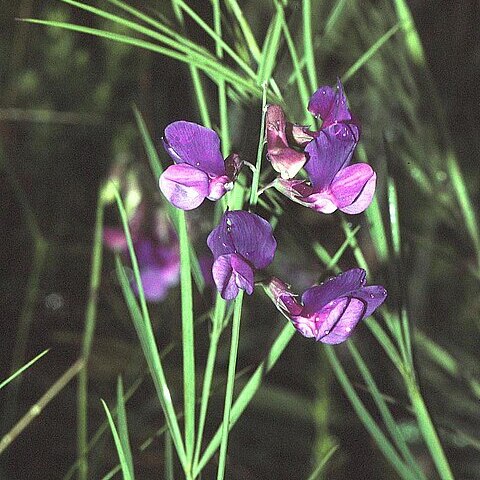 Lathyrus bauhini unspecified picture