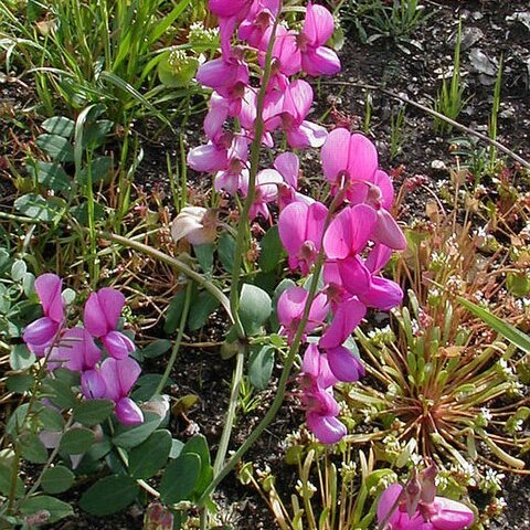 Lathyrus vestitus unspecified picture