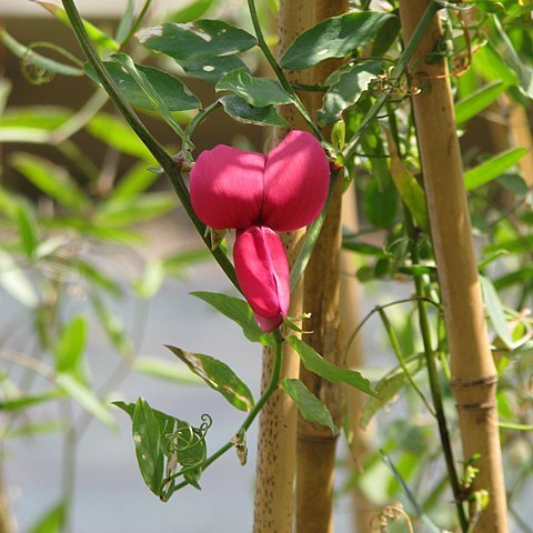 Lathyrus splendens unspecified picture