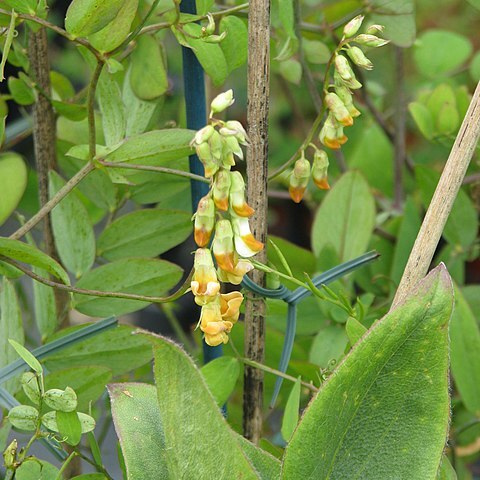 Lathyrus sulphureus unspecified picture