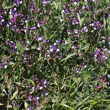 Lathyrus subandinus unspecified picture