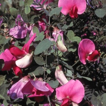 Lathyrus grandiflorus unspecified picture