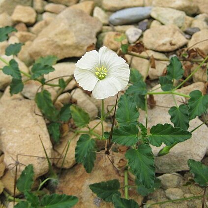 Monsonia emarginata l'hér. unspecified picture