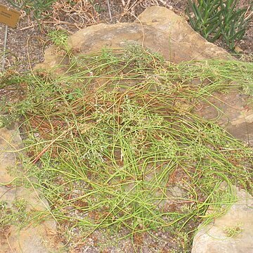 Monsonia speciosa unspecified picture