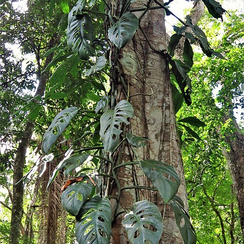 Monstera acuminata unspecified picture