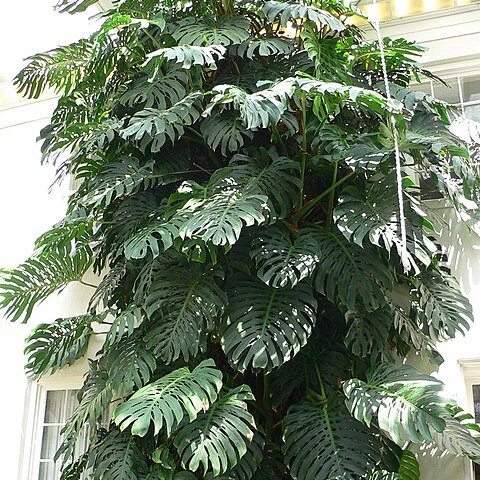 Monstera unspecified picture