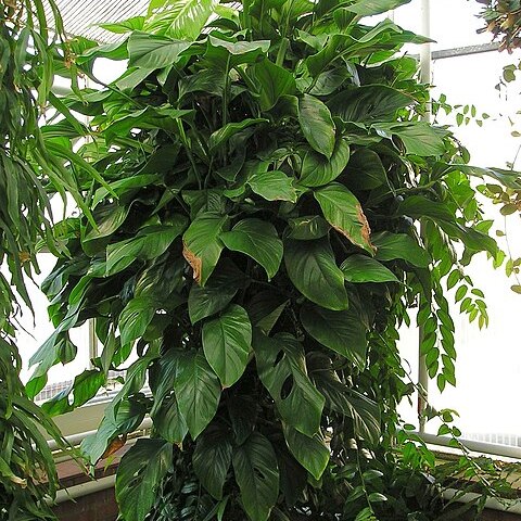 Monstera obliqua unspecified picture