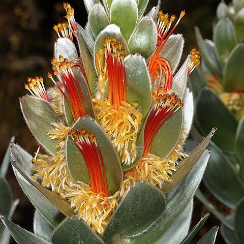 Mimetes hottentoticus unspecified picture