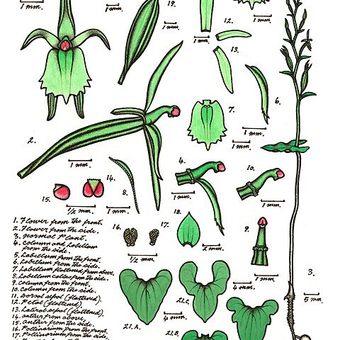 Acianthus amplexicaulis unspecified picture