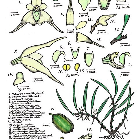 Bulbophyllum grandimesense unspecified picture