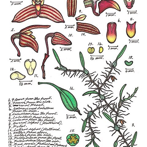 Bulbophyllum wolfei unspecified picture