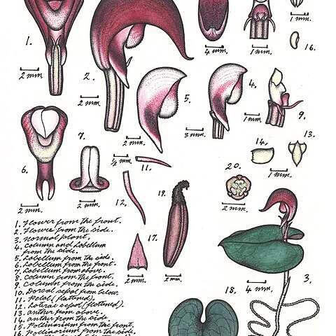 Corybas neocaledonicus unspecified picture