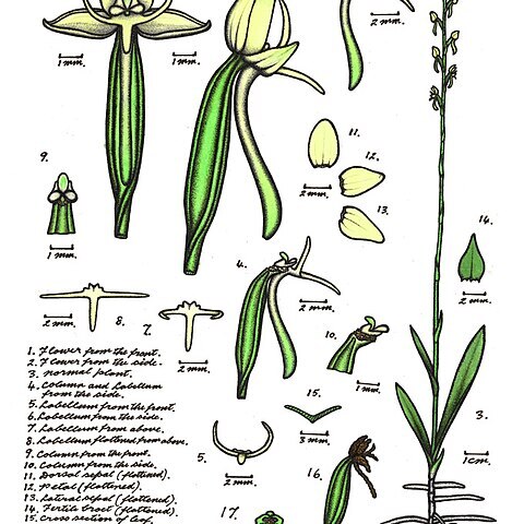 Habenaria exilis unspecified picture