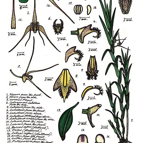 Dendrobium baileyi unspecified picture