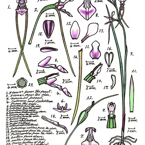 Diuris oporina unspecified picture